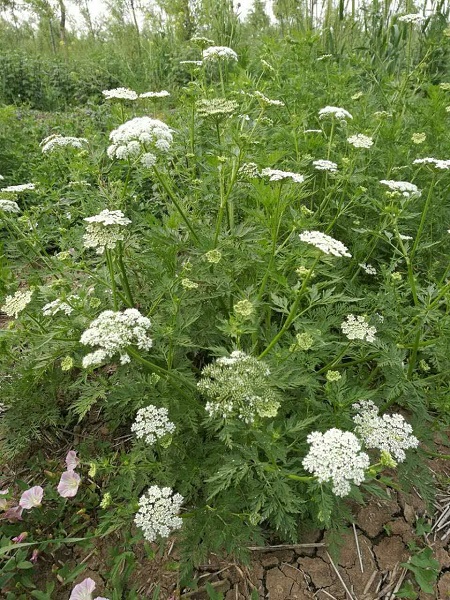 凤台分公司种植的蛇床子长势良好